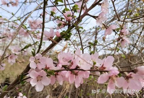 招桃花的植物|招正缘桃花最厉害的7种植物，位置要放好！